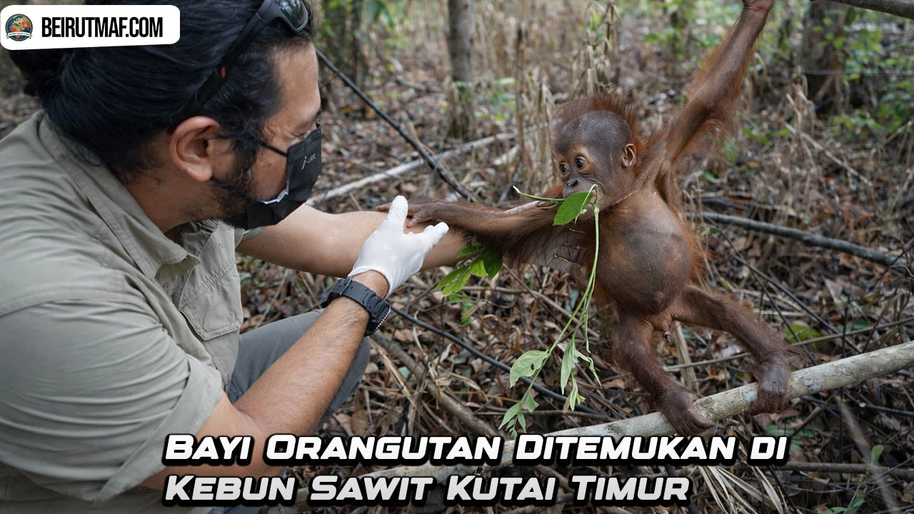 Bayi Orangutan Ditemukan di Kebun Sawit Kutai Timur
